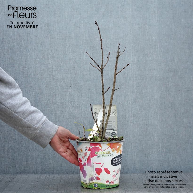 Esimerkki syksyllä toimitetusta Pihasyreeni Souvenir de Louis Spaeth 2 litran/3 litran ruukku, Pensas-taimesta