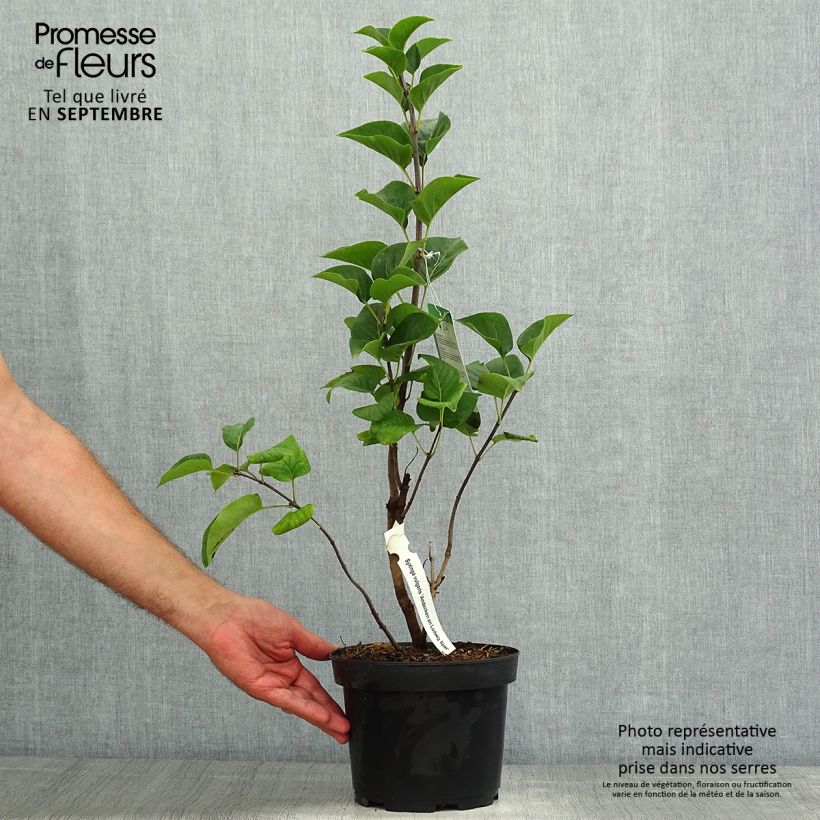 Esimerkki kesällä toimitetusta Pihasyreeni Souvenir de Louis Spaeth Ruukku 2L / 3L, Buisson-taimesta