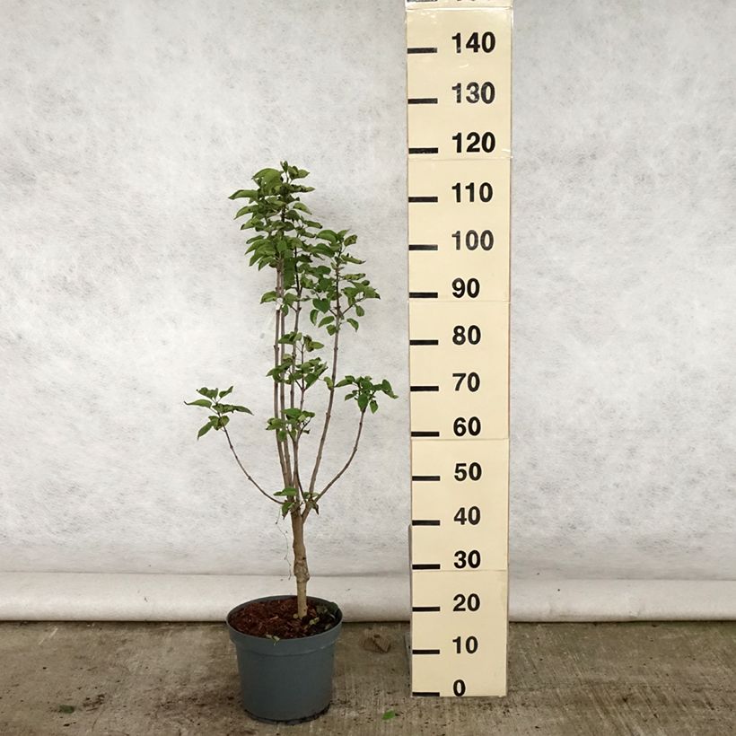 Esimerkki kesällä toimitetusta Pihasyreeni Souvenir de Louis Spaeth Ruukku 7,5L / 10L-taimesta