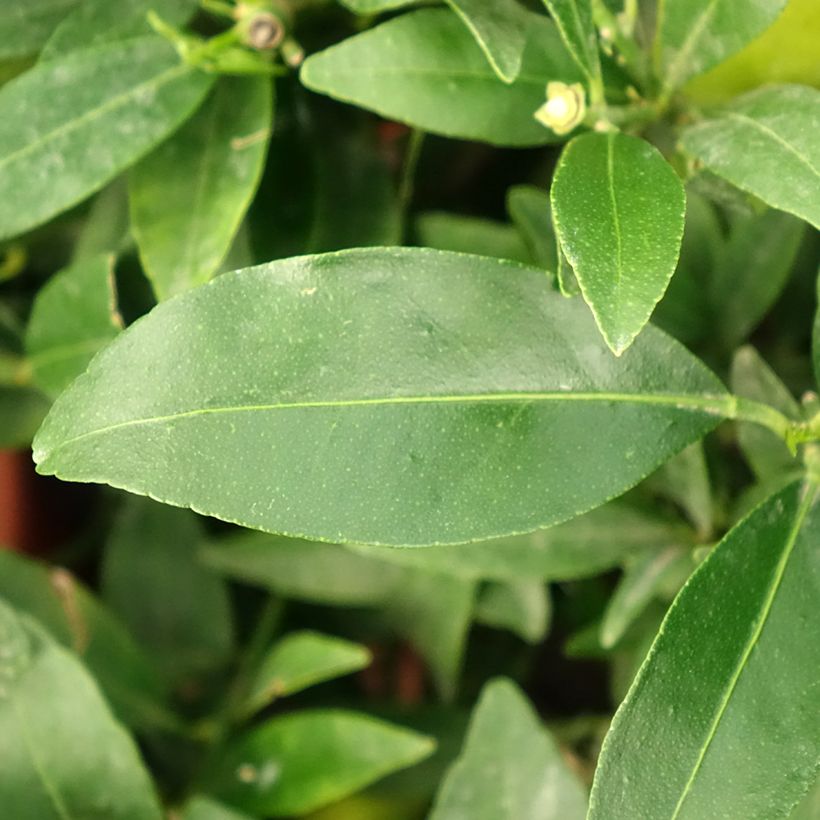 Limekvatti - Citrus floridana (Lehvistö)