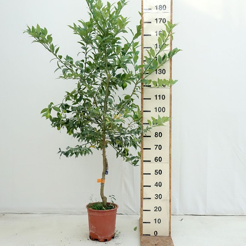 Esimerkki syksyllä toimitetusta Limekvatti - Citrus floridana 7,5 litran / 10 litran ruukku, Puolikorkea runko-taimesta