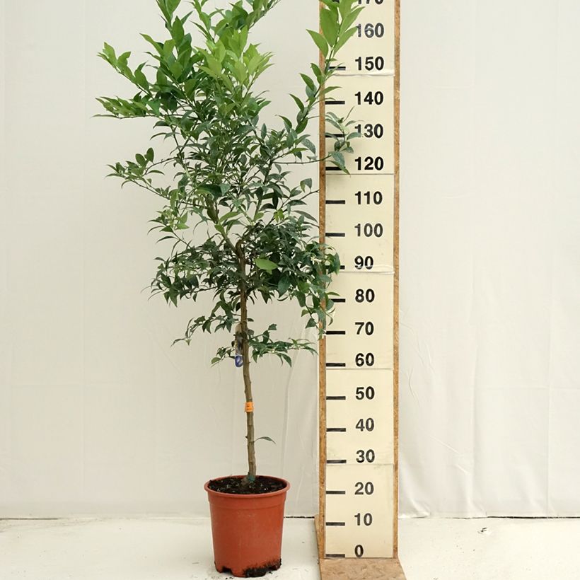 Esimerkki kesällä toimitetusta Limekvatti - Citrus floridana 7,5 litran / 10 litran ruukku, Puolikorkea runko-taimesta