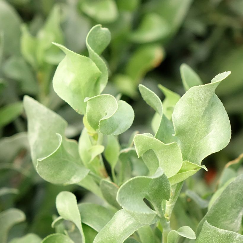 Ruusuviuhkio - Limoniastrum monopetalum (Lehvistö)