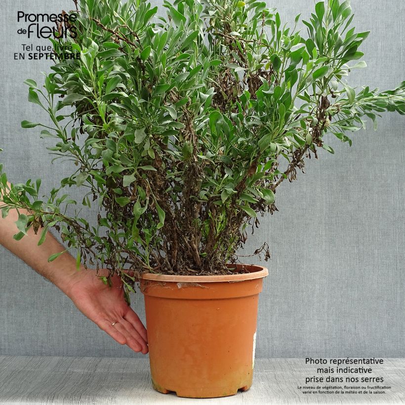 Esimerkki syksyllä toimitetusta Ruusuviuhkio - Limoniastrum monopetalum 7,5 litran / 10 litran ruukku-taimesta