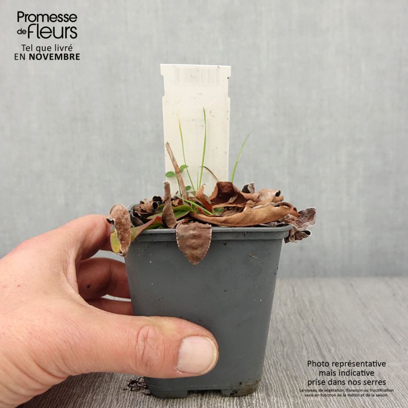 Esimerkki syksyllä toimitetusta Ikiviuhko - Limonium gmelinii ssp hungaricum 8/9 cm taimiruukku-taimesta