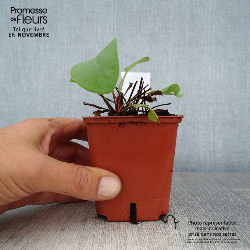 Esimerkki syksyllä toimitetusta Ikiviuhko - Limonium perezzi 8/9 cm taimiruukku-taimesta