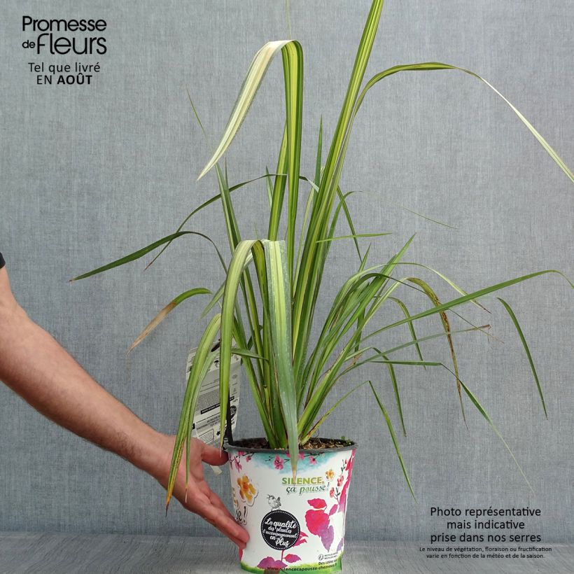 Esimerkki kesällä toimitetusta Tähkälilja Apricot Queen Ruukku 3L / 4L-taimesta