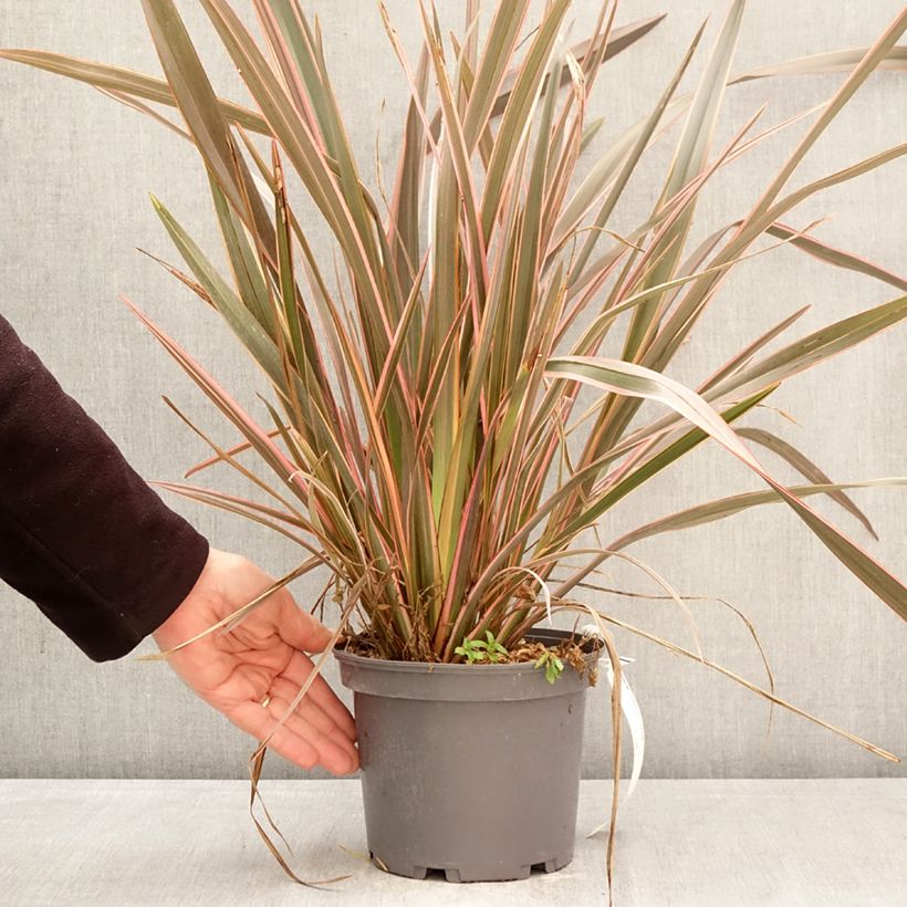 Esimerkki keväällä toimitetusta Tähkälilja Flamingo Pot de 3L/4L-taimesta