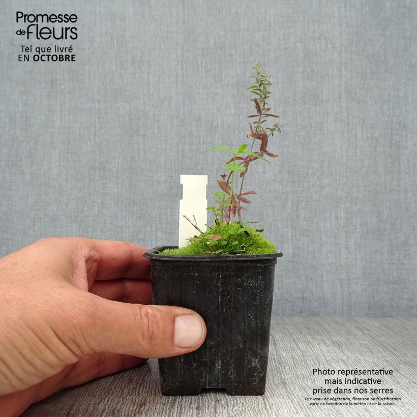 Esimerkki syksyllä toimitetusta Purppurakannusruoho Peachy 8/9 cm taimiruukku-taimesta