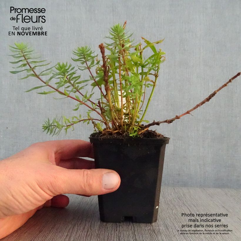 Esimerkki syksyllä toimitetusta Purppurakannusruoho Canon J. Went 8/9 cm taimiruukku-taimesta