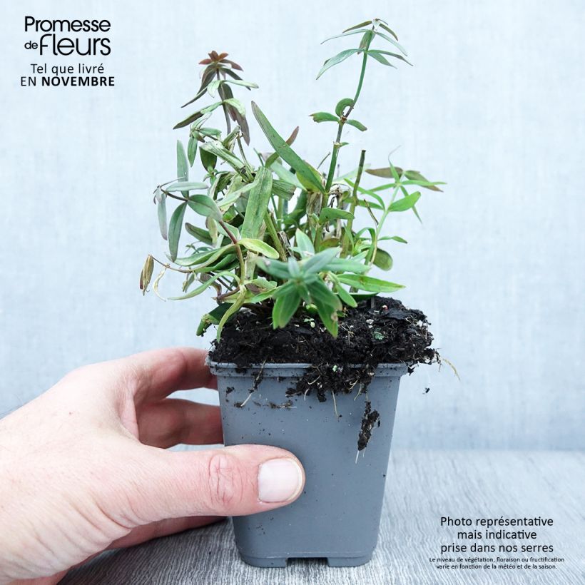 Esimerkki syksyllä toimitetusta Sädekannusruoho - Linaria triornithophora 8/9 cm taimiruukku-taimesta