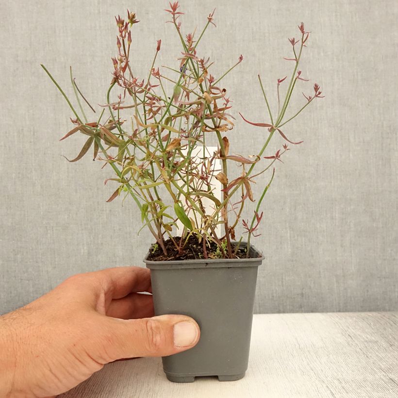 Esimerkki kesällä toimitetusta Sädekannusruoho - Linaria triornithophora Godet de 8/9 cm-taimesta