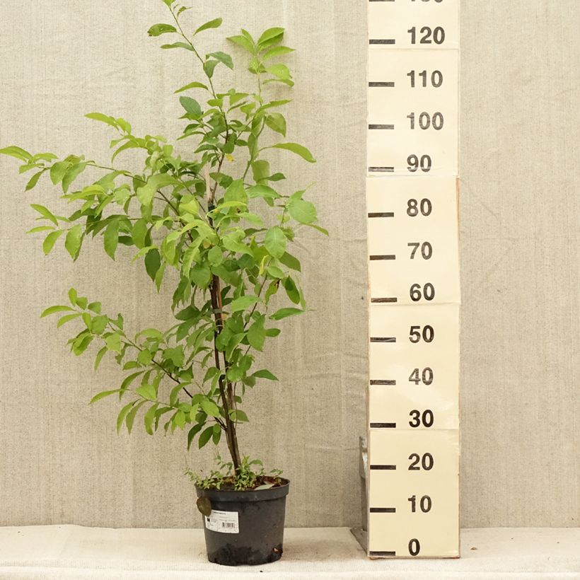 Esimerkki kesällä toimitetusta Rohtoryytilaakeri - Lindera benzoin Pot de 4L/5L-taimesta