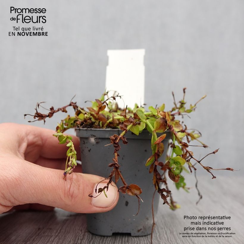 Esimerkki syksyllä toimitetusta Lindernia grandiflora 8/9 cm taimiruukku-taimesta