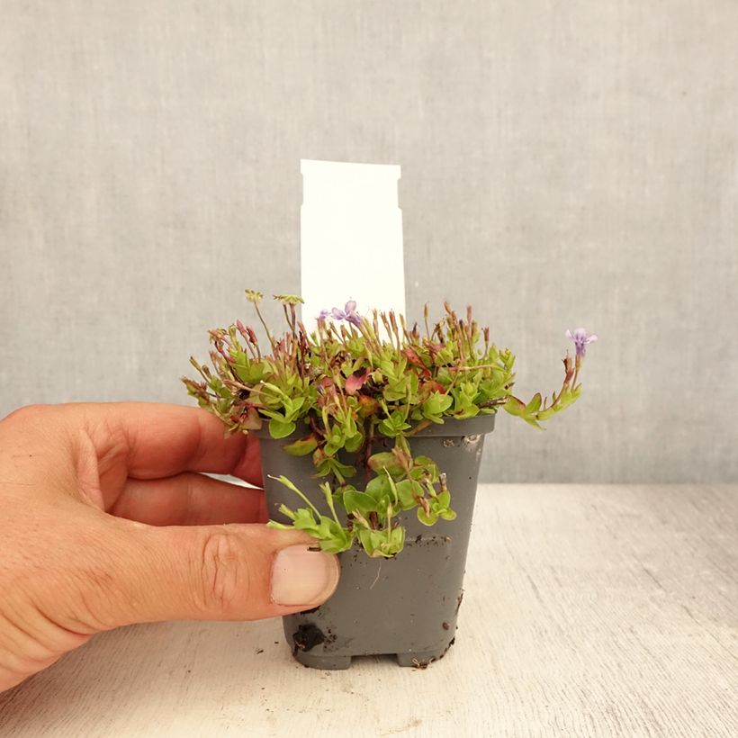 Esimerkki kesällä toimitetusta Lindernia grandiflora Godet de 8/9 cm-taimesta