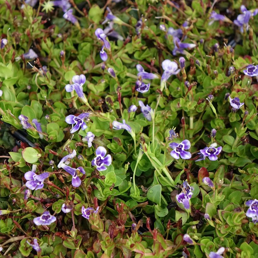 Lindernia grandiflora (Kukinta)