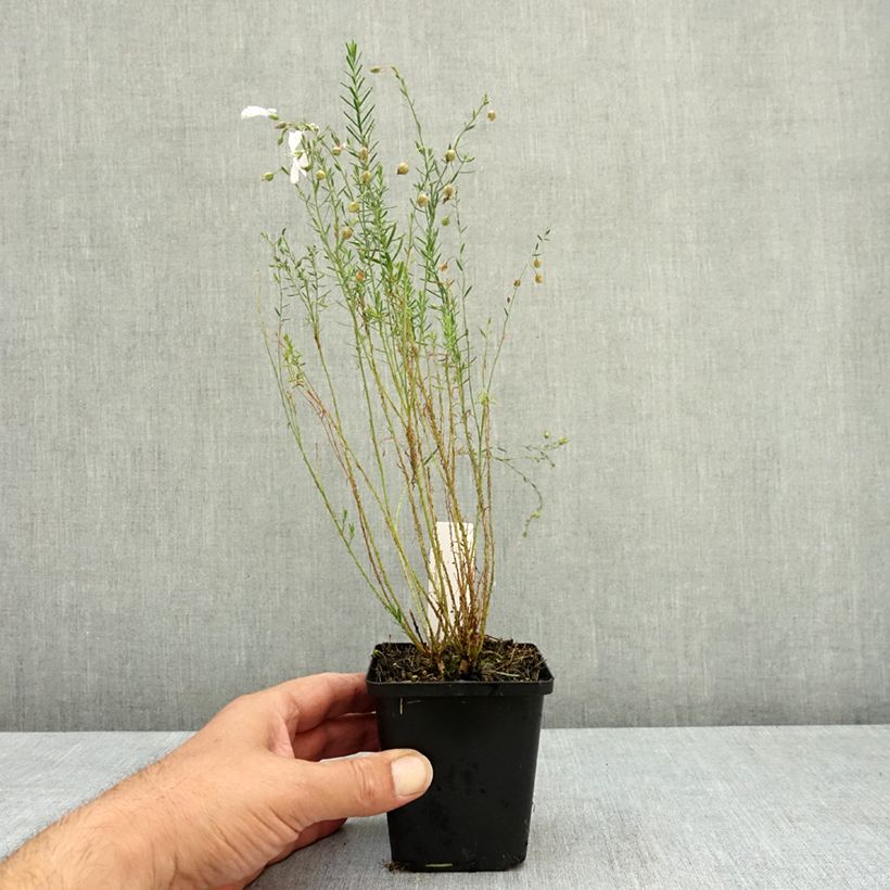 Esimerkki kesällä toimitetusta Sinipellava Diamant 8/9 cm taimiruukku-taimesta
