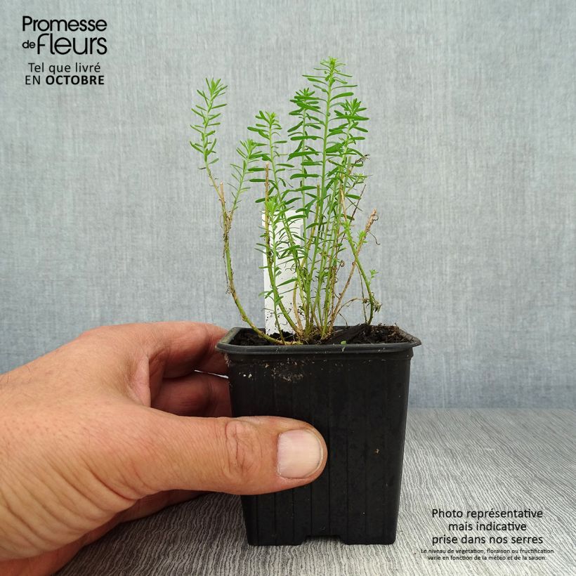 Esimerkki syksyllä toimitetusta Sinipellava - Linum perenne 7/8 cm taimiruukku-taimesta