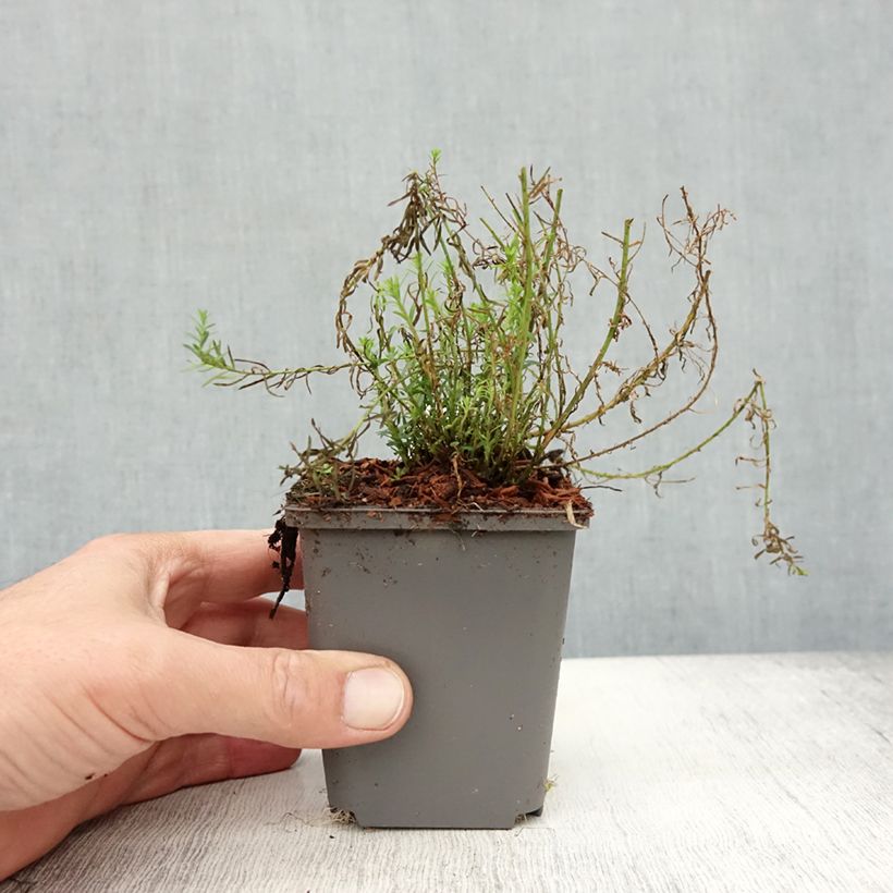 Esimerkki syksyllä toimitetusta Sinipellava Saphir 8/9 cm taimiruukku-taimesta
