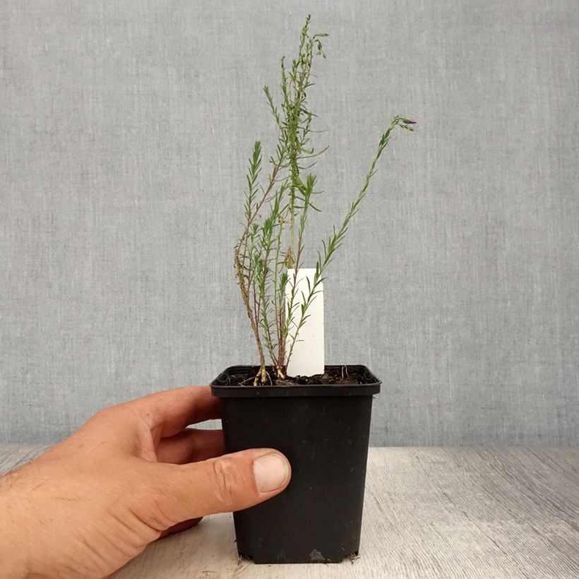 Esimerkki kesällä toimitetusta Linum perenne Saphir - Lin vivace Godet de 8/9 cm-taimesta