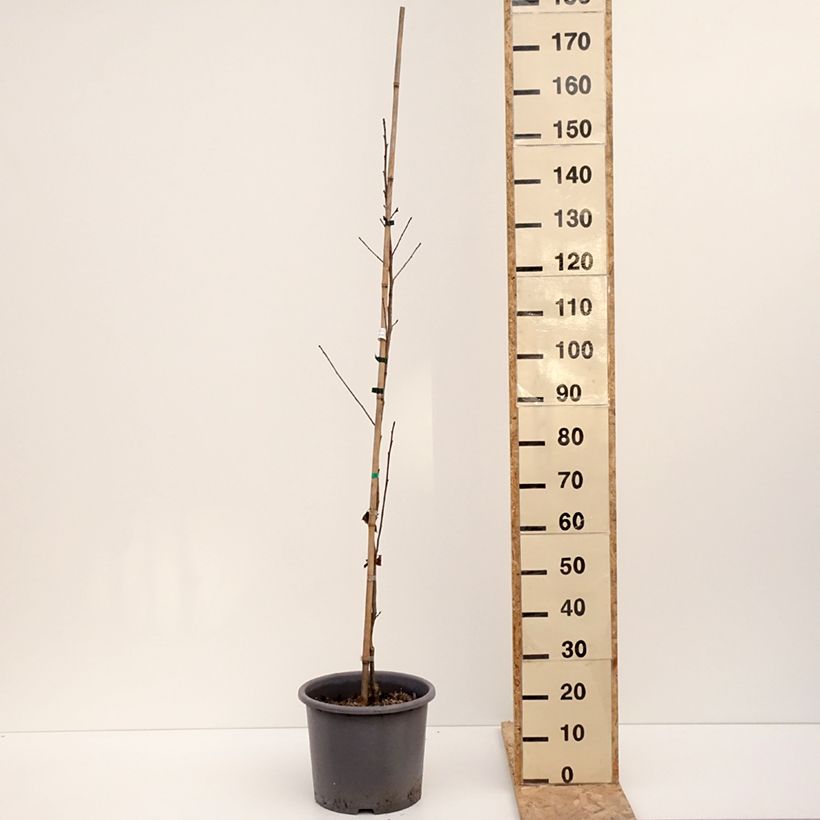 Esimerkki talvella toimitetusta Liquidambar formosana - Copalme de Chine Pot de 12L/15L, Baliveau-taimesta