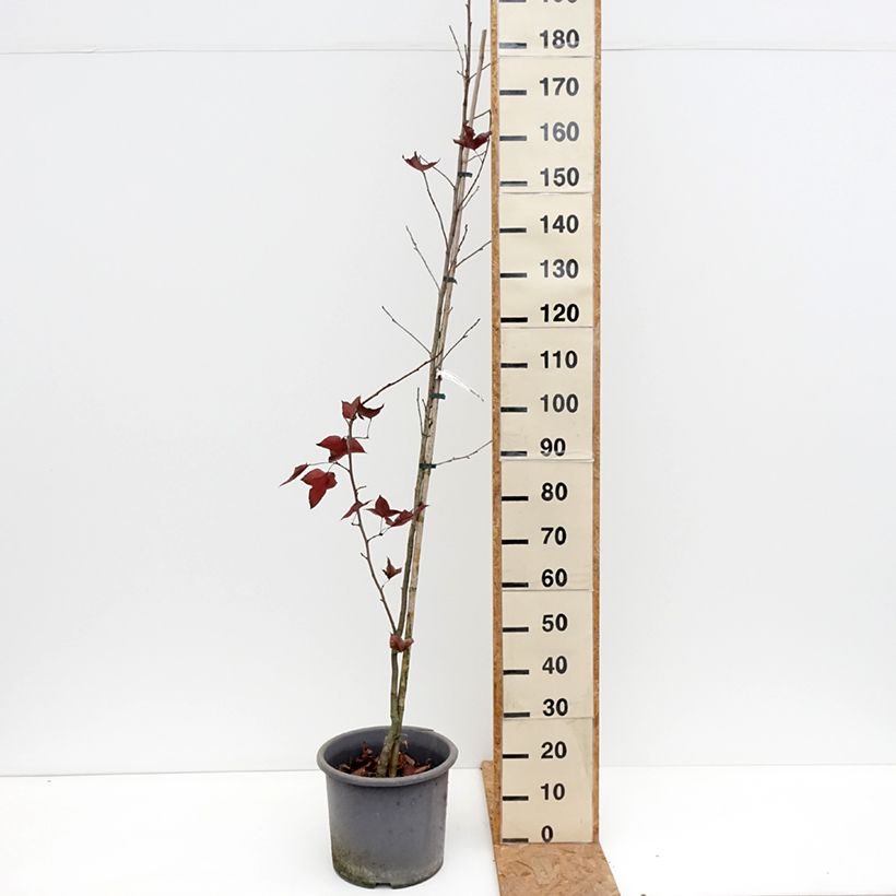 Esimerkki syksyllä toimitetusta Kiinanambrapuu - Liquidambar formosana 12 litran/15 litran ruukku-taimesta