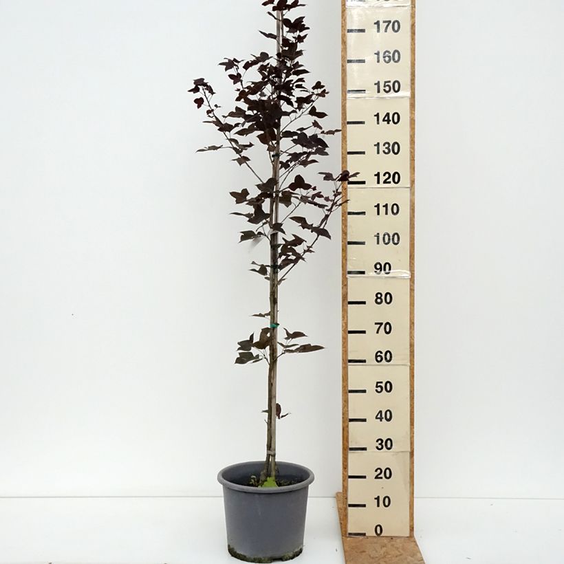 Esimerkki kesällä toimitetusta Kiinanambrapuu - Liquidambar formosana Pot de 12L/15L-taimesta