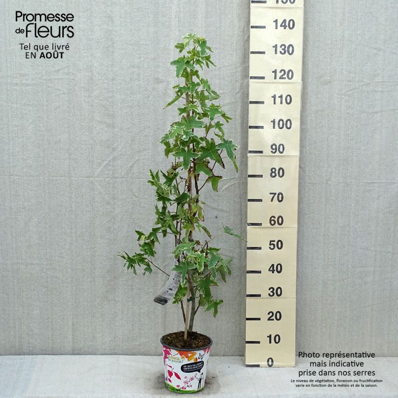 Esimerkki kesällä toimitetusta Lännenambrapuu Albomarginata Manon Pot de 4L/5L-taimesta