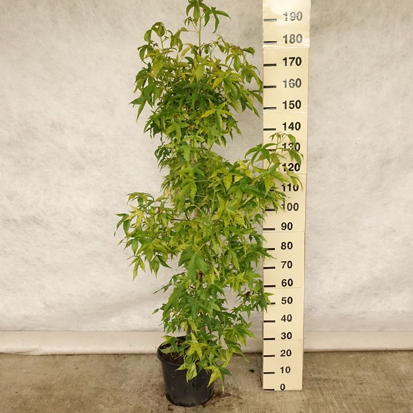Esimerkki kesällä toimitetusta Lännenambrapuu Aurea Pot de 12L/15L, Baliveau-taimesta