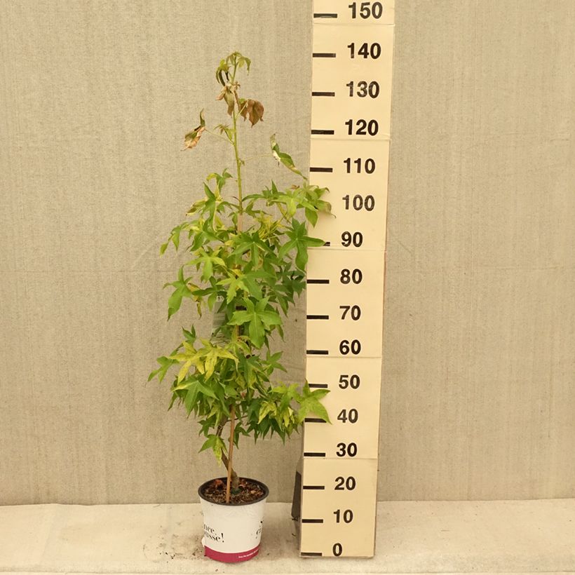 Esimerkki kesällä toimitetusta Lännenambrapuu Aurea Pot de 4L/5L-taimesta