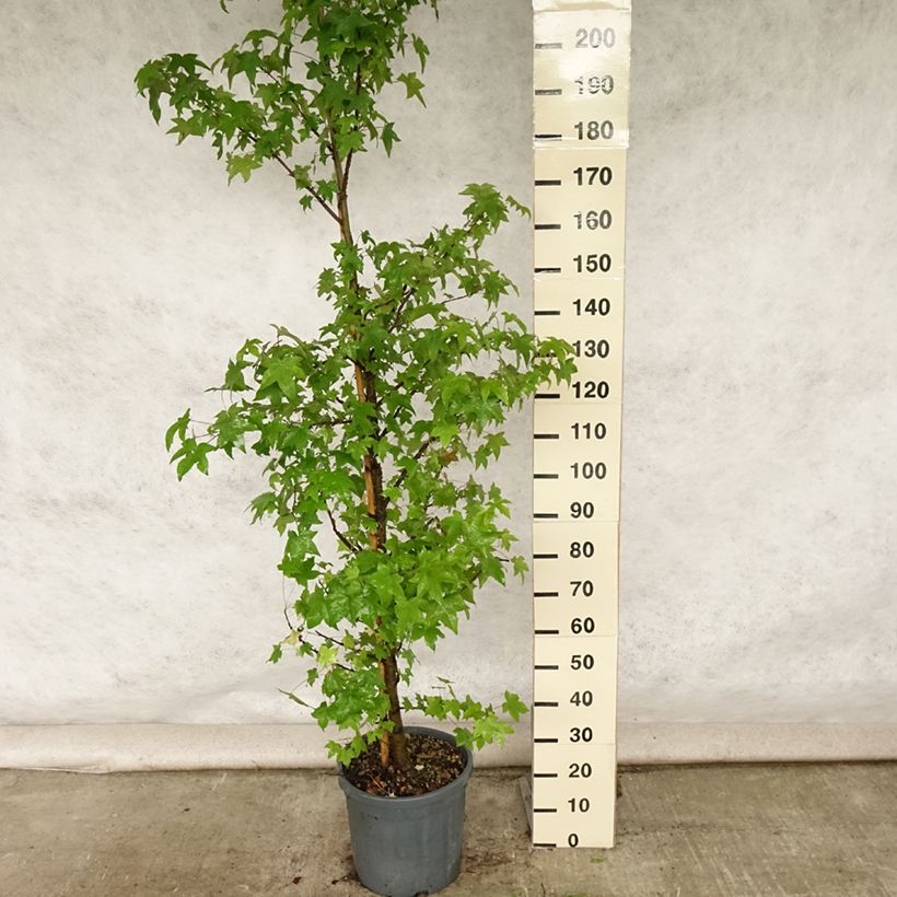 Esimerkki kesällä toimitetusta Lännenambrapuu - Liquidambar styraciflua Pot de 7,5L/10L-taimesta
