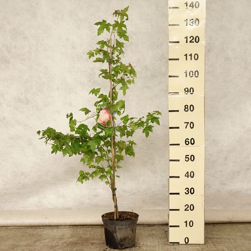 Esimerkki kesällä toimitetusta Lännenambrapuu - Liquidambar styraciflua Pot de 3L/4L-taimesta