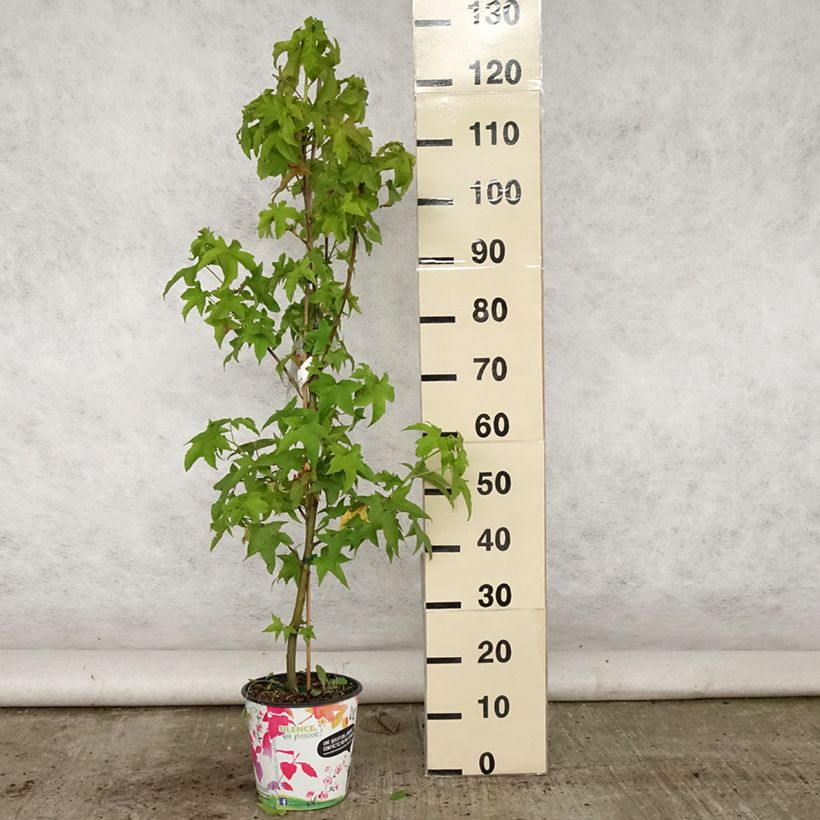 Esimerkki kesällä toimitetusta Lännenambrapuu Lane Roberts Pot de 2L/3L-taimesta