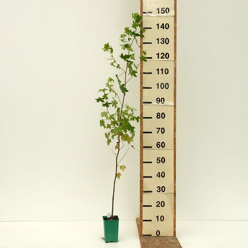 Esimerkki kesällä toimitetusta Lännenambrapuu - Liquidambar styraciflua 12 cm / 13 cm ruukku-taimesta