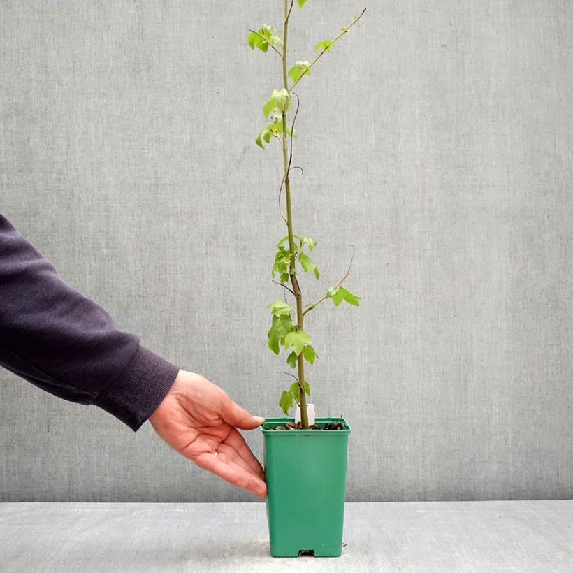 Esimerkki keväällä toimitetusta Lännenambrapuu - Liquidambar styraciflua Pot de 12 cm / 13 cm-taimesta