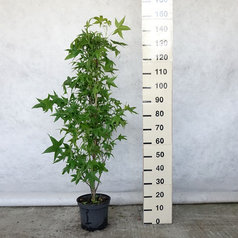 Esimerkki kesällä toimitetusta Lännenambrapuu Slender Silhouette Pot de 7,5L/10L-taimesta