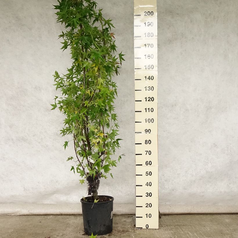 Esimerkki kesällä toimitetusta Lännenambrapuu Worplesdon Pot de 7,5L/10L-taimesta
