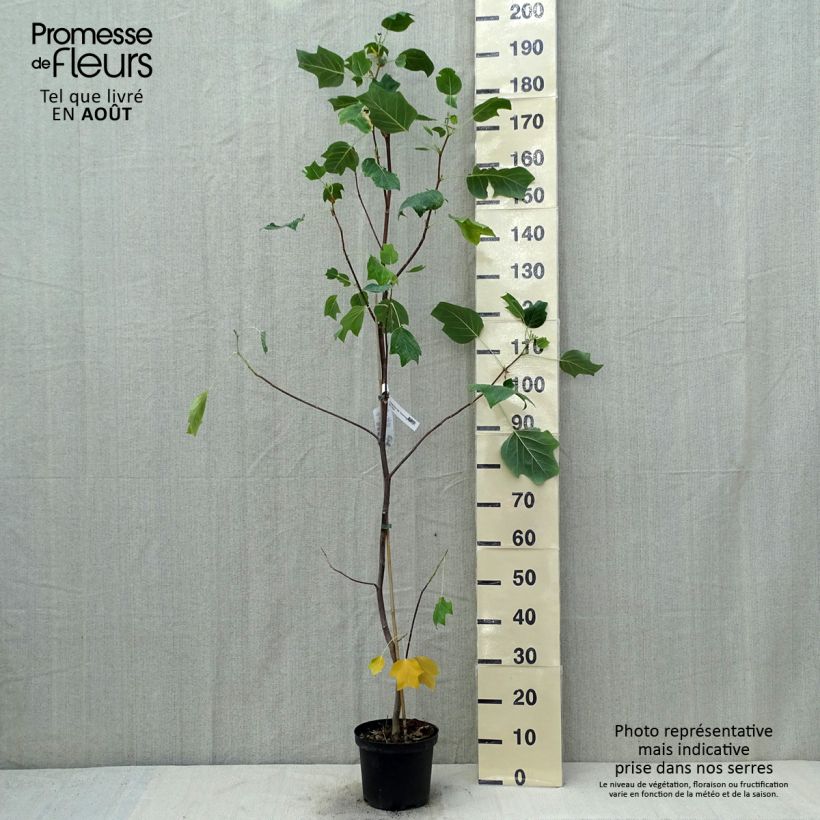 Esimerkki kesällä toimitetusta Lännentulppaanipuu Aureomarginatum Pot de 3L/4L-taimesta