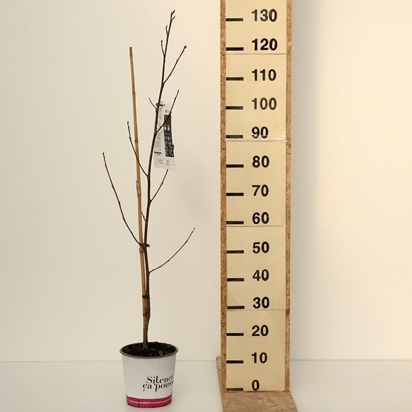 Esimerkki talvella toimitetusta Liriodendron tulipifera Fastigiata - Tulipier de Virginie Pot de 4L/5L, Tige-taimesta