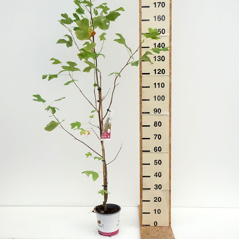 Esimerkki kesällä toimitetusta Lännentulppaanipuu Fastigiata Pot de 4L/5L, Tige-taimesta