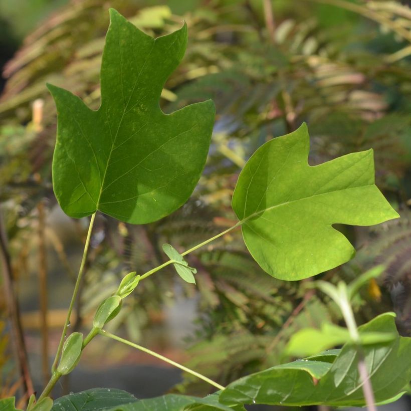 Lännentulppaanipuu - Liriodendron tulipifera (Lehvistö)
