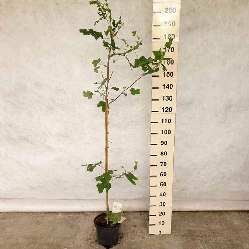 Esimerkki kesällä toimitetusta Lännentulppaanipuu - Liriodendron tulipifera Ruukku 4L / 5L-taimesta