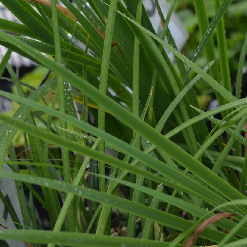 Apinanruoho - Liriope muscari (Lehvistö)