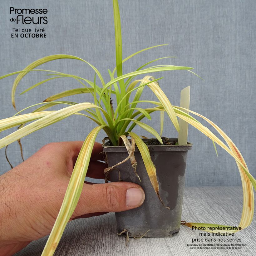 Esimerkki syksyllä toimitetusta Liriope muscari Big Blue Godet de 8/9 cm-taimesta