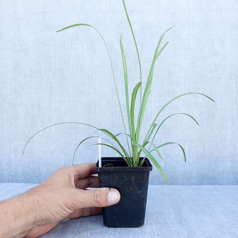Esimerkki kesällä toimitetusta Apinanruoho Big Blue Godet de 8/9 cm-taimesta