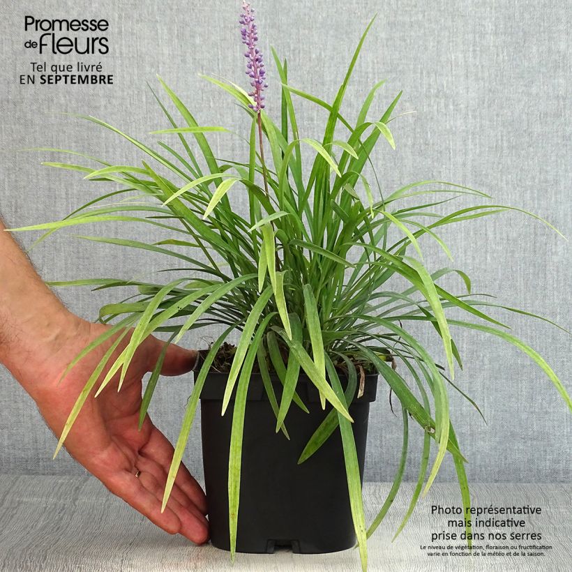 Esimerkki kesällä toimitetusta Apinanruoho - Liriope muscari 2 litran/3 litran ruukku-taimesta