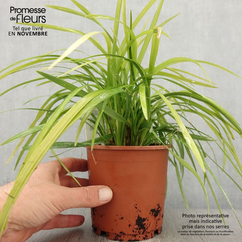Esimerkki syksyllä toimitetusta Liriope muscari Evergreen Giant Pot de 1L/1,5L-taimesta