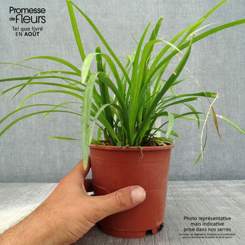Esimerkki kesällä toimitetusta Apinanruoho Evergreen Giant Pot de 1L/1,5L-taimesta