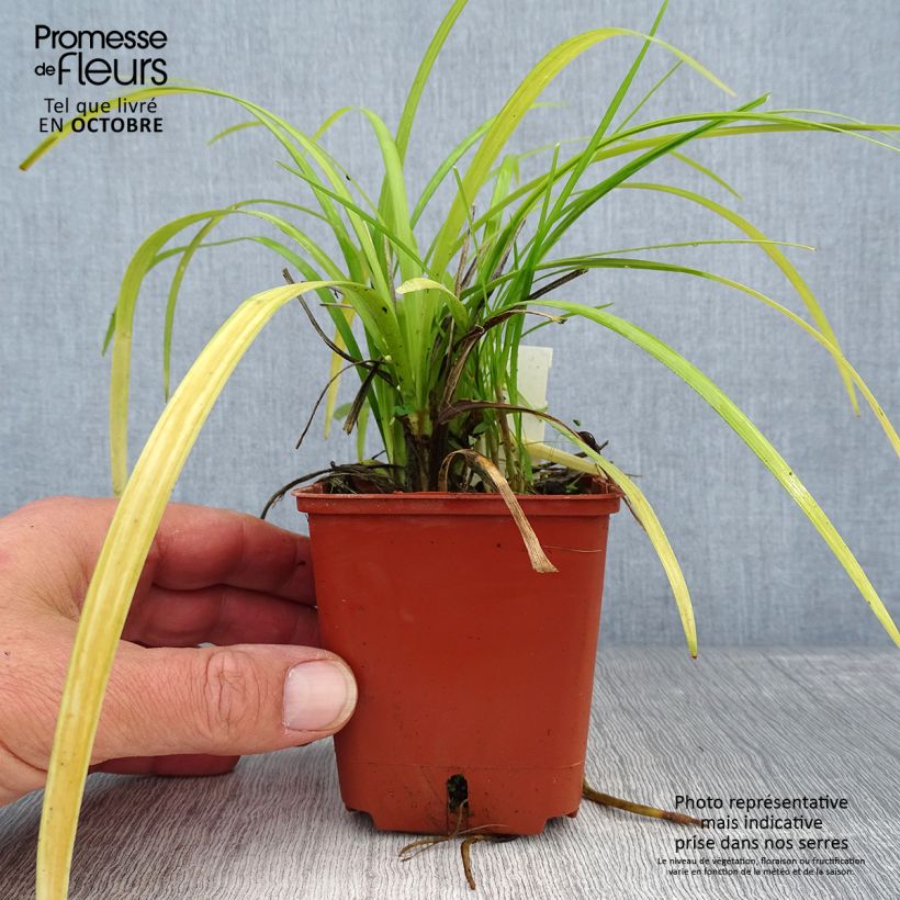Esimerkki syksyllä toimitetusta Apinanruoho Evergreen Giant 8/9 cm taimiruukku-taimesta