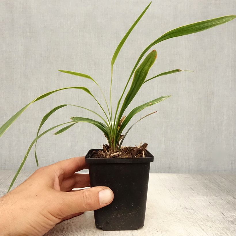 Esimerkki kesällä toimitetusta Apinanruoho Gold Banded Godet de 8/9 cm-taimesta
